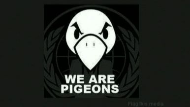 les pigeons entrepreneur